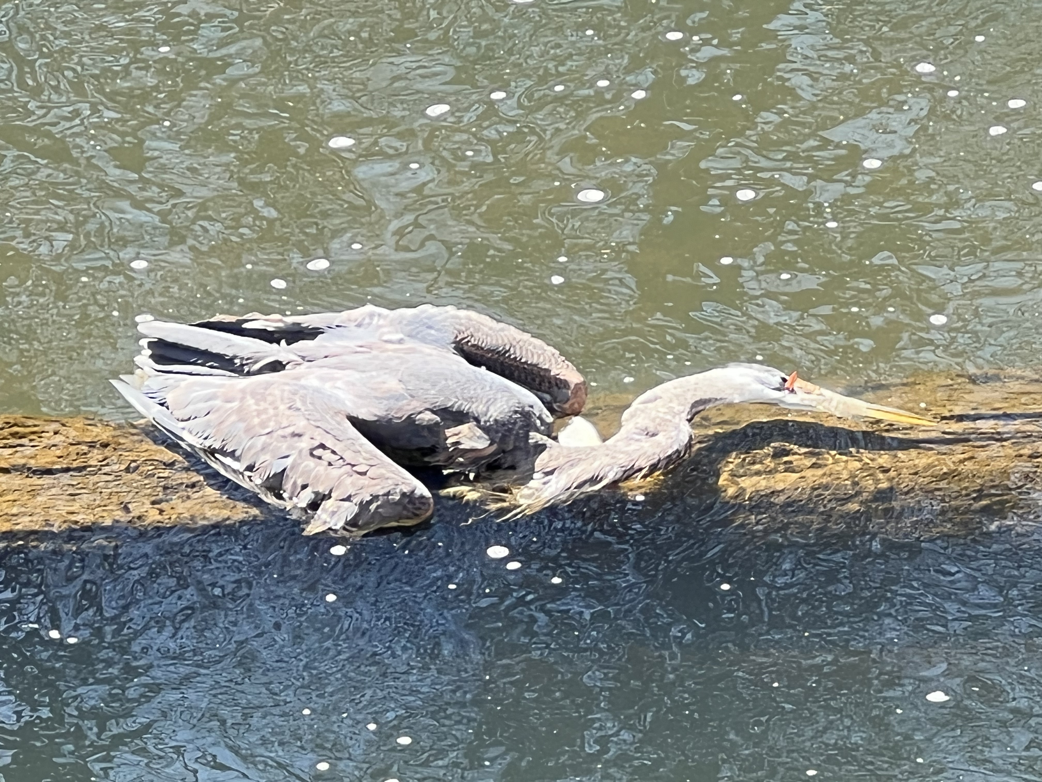 Deceased Great Blue Heron