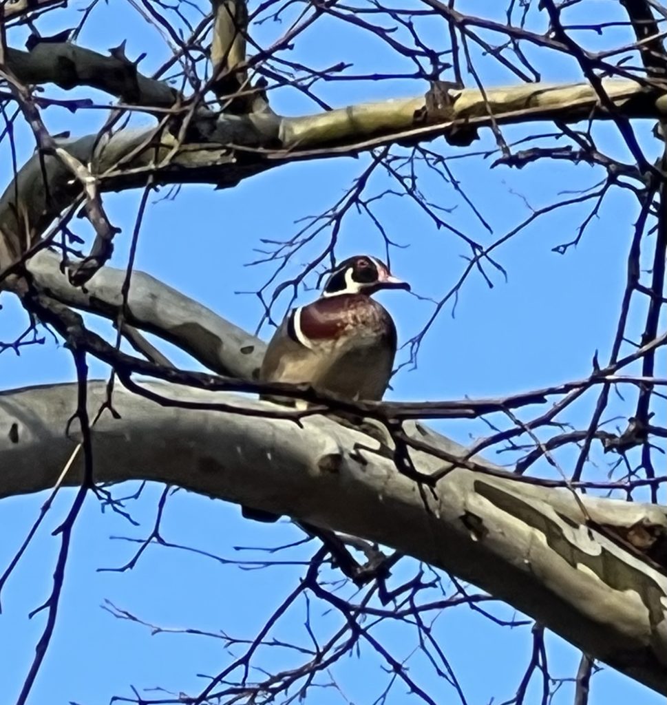 Wood Duck In A Tree