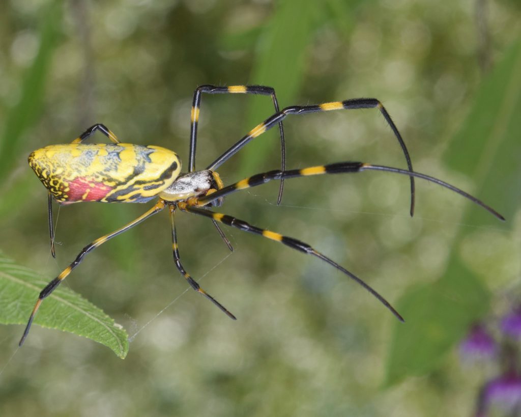 Joro spider (Trichonephila clavata)